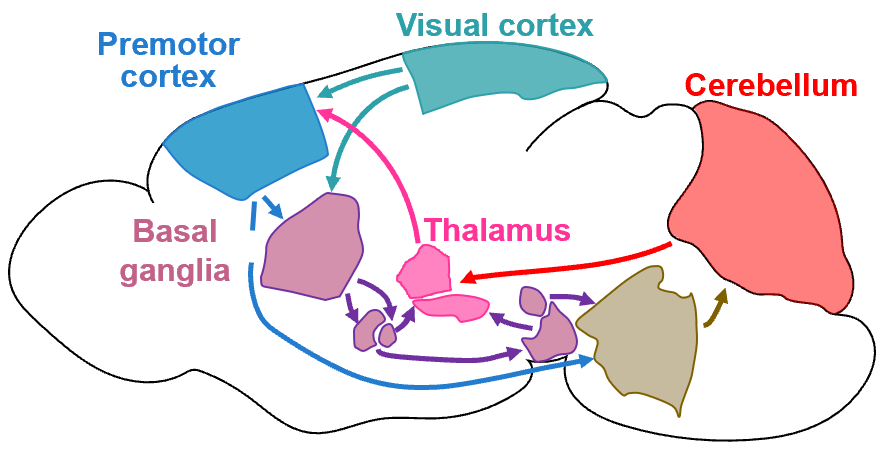Interconnected brain areas used in visual processing
