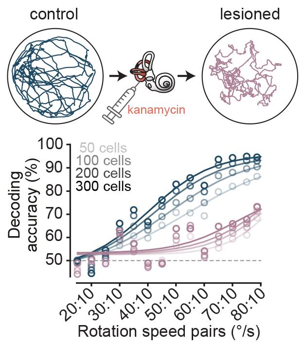 Control versus lesion graph showing rotation speed pairs and decoding accuracy