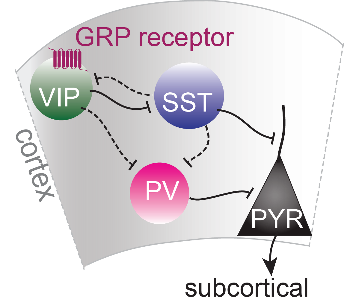 Cortical neuronal circuits with GRP receptor