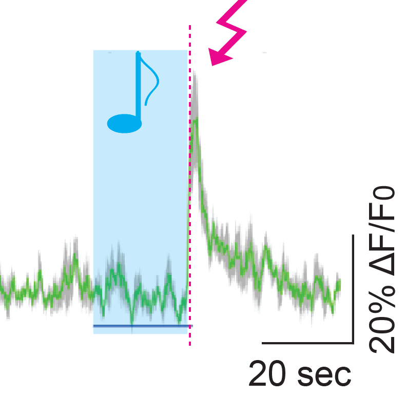Cortical VIP cell response to sounds and shocks
