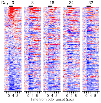 Activity from 300 individual neurons recorded in the primary olfactory cortex of mouse as they respond to odour