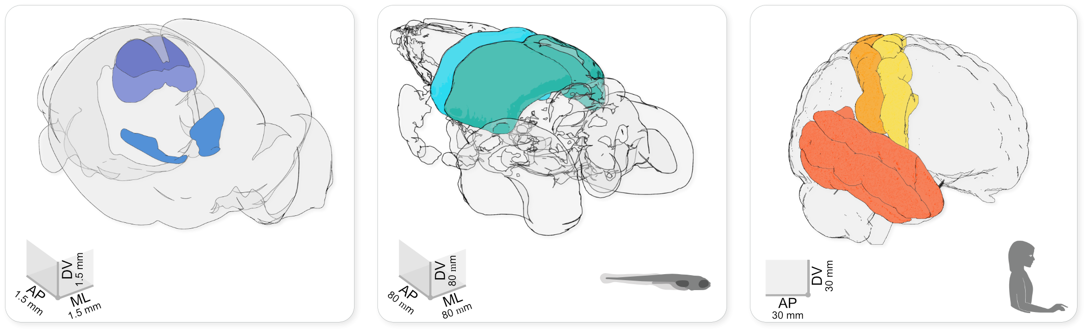 Brainrender visualising data from different species