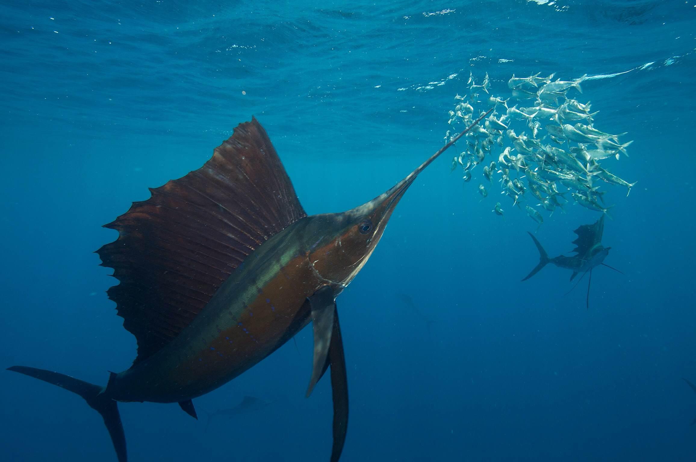 A sailfish hunting sardines