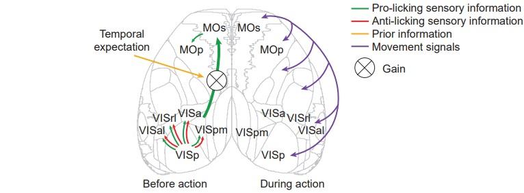Patterns of cortical activation during sensorimotor transformation in the change detection task