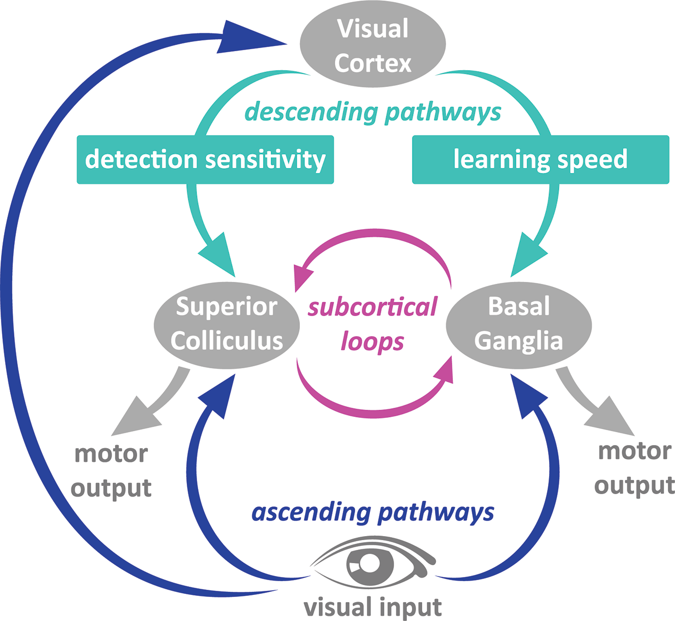 Circuitry schema showing visual cortex, Superior Colliculus and Basal Ganglia