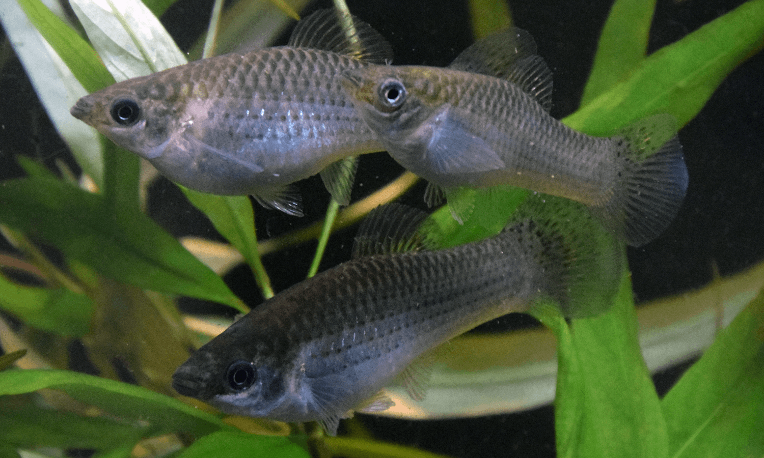 Three Amazon molly fish swimming