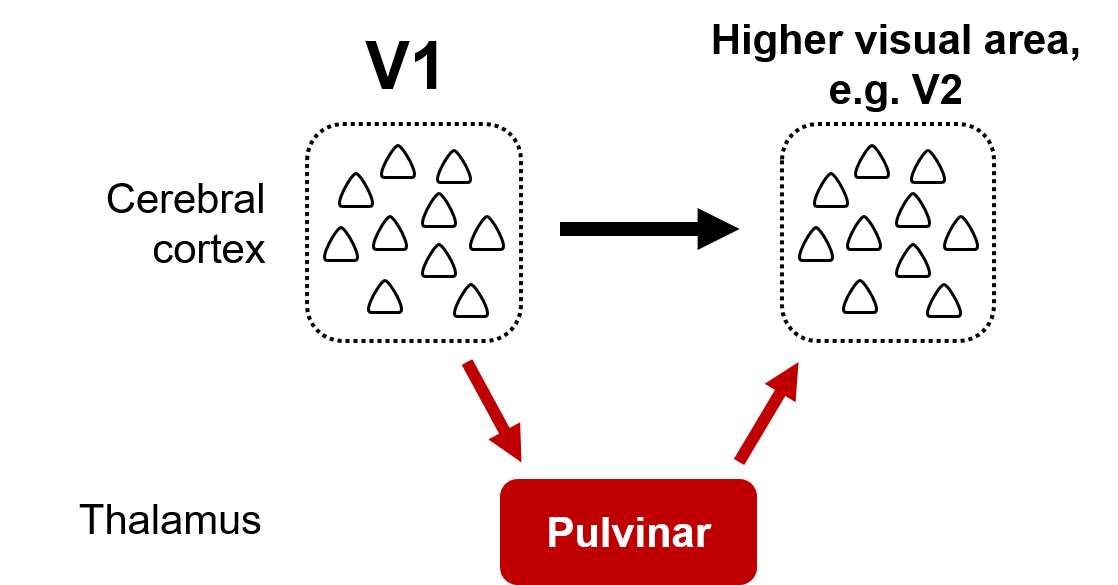 Diagram showing intracortical pathways vs indirect thalamic communication channels