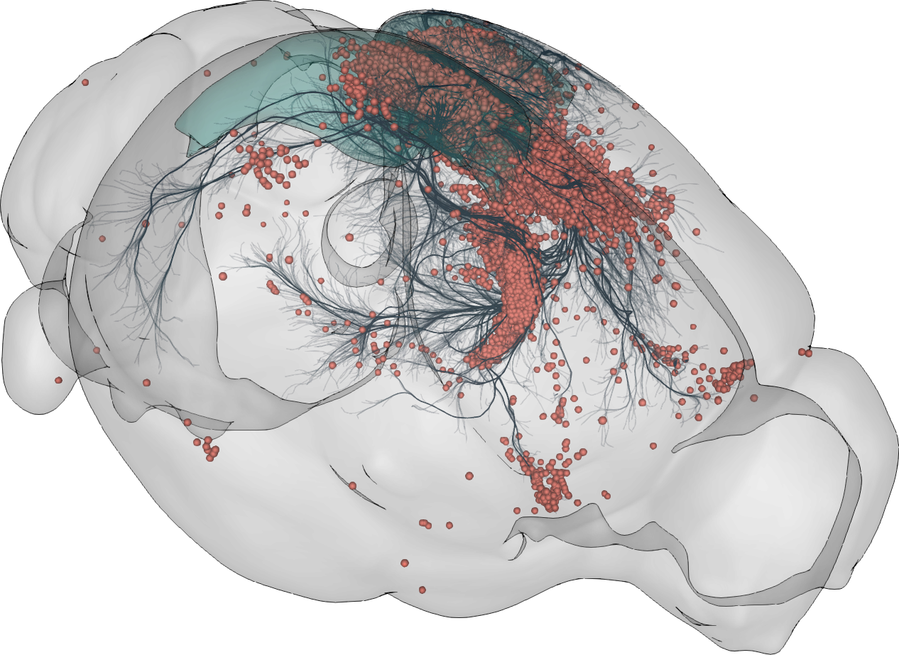 3D rendering of labelled mouse brain cells by cellfinder (coral), visualised alongside anatomical tracing data (blue) from the Allen Mouse Brain Connectivity Atlas