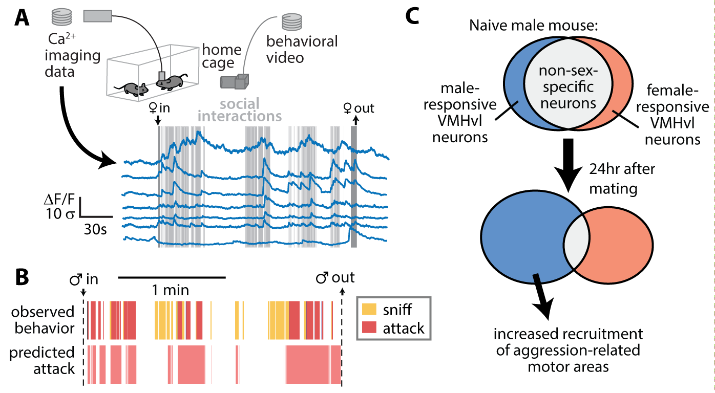 Activity of VMHvl neurons