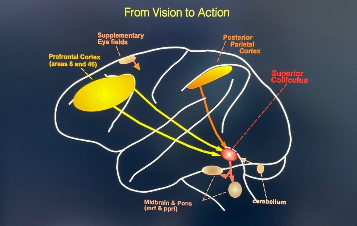 Schematic of brain circuitry (from vision to action)
