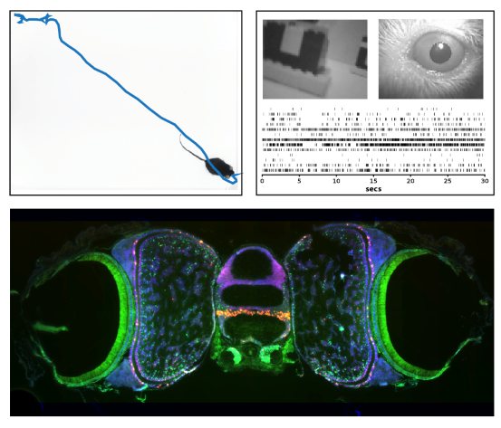 A research image by Professor Neill