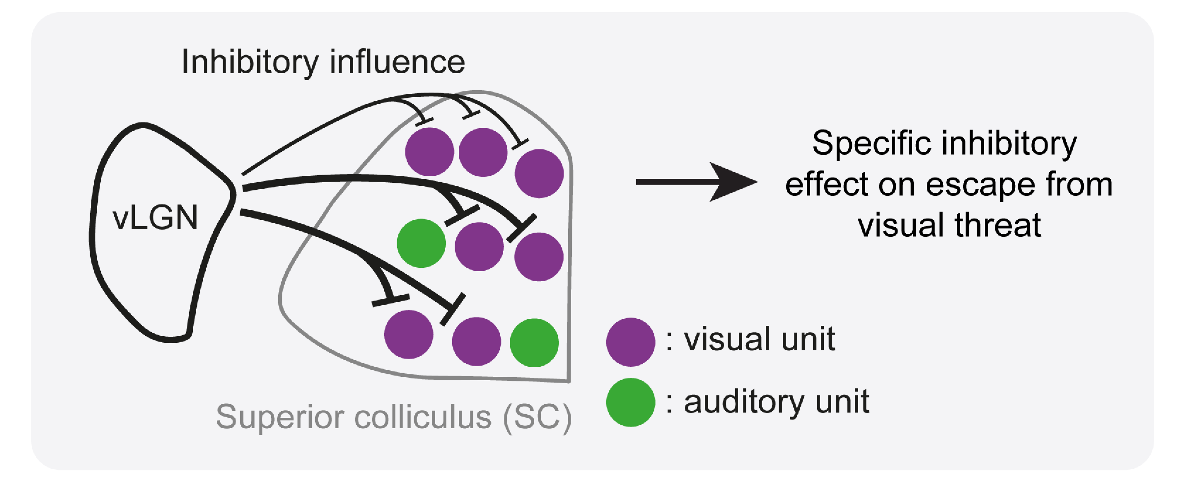 Fratzl et al Neuron Figure 2