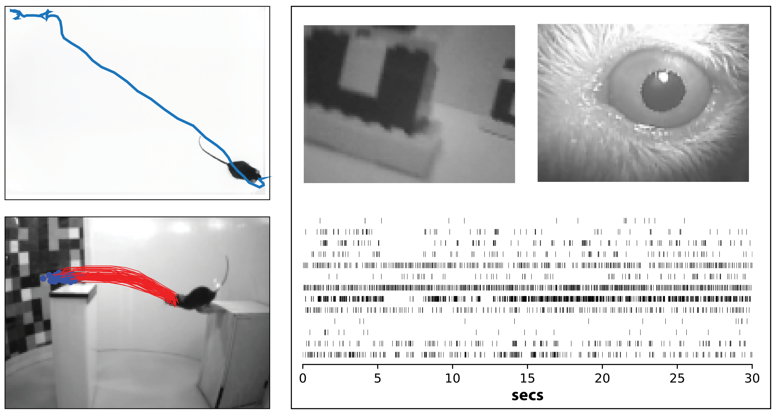 Dr Cris Niell research image mouse