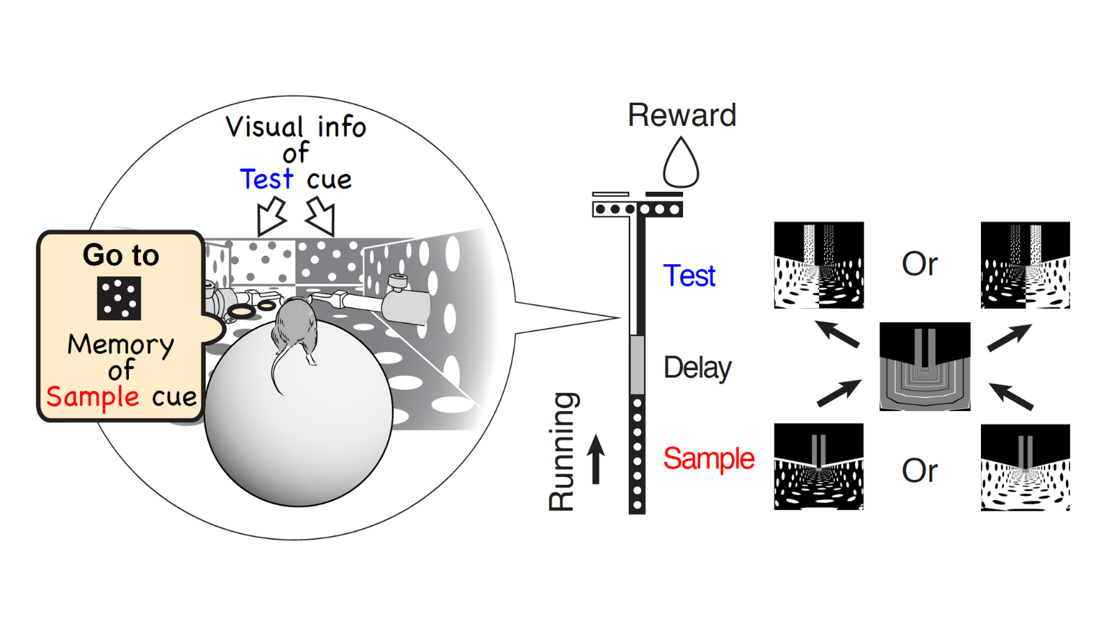 Dr Shin Kira research image