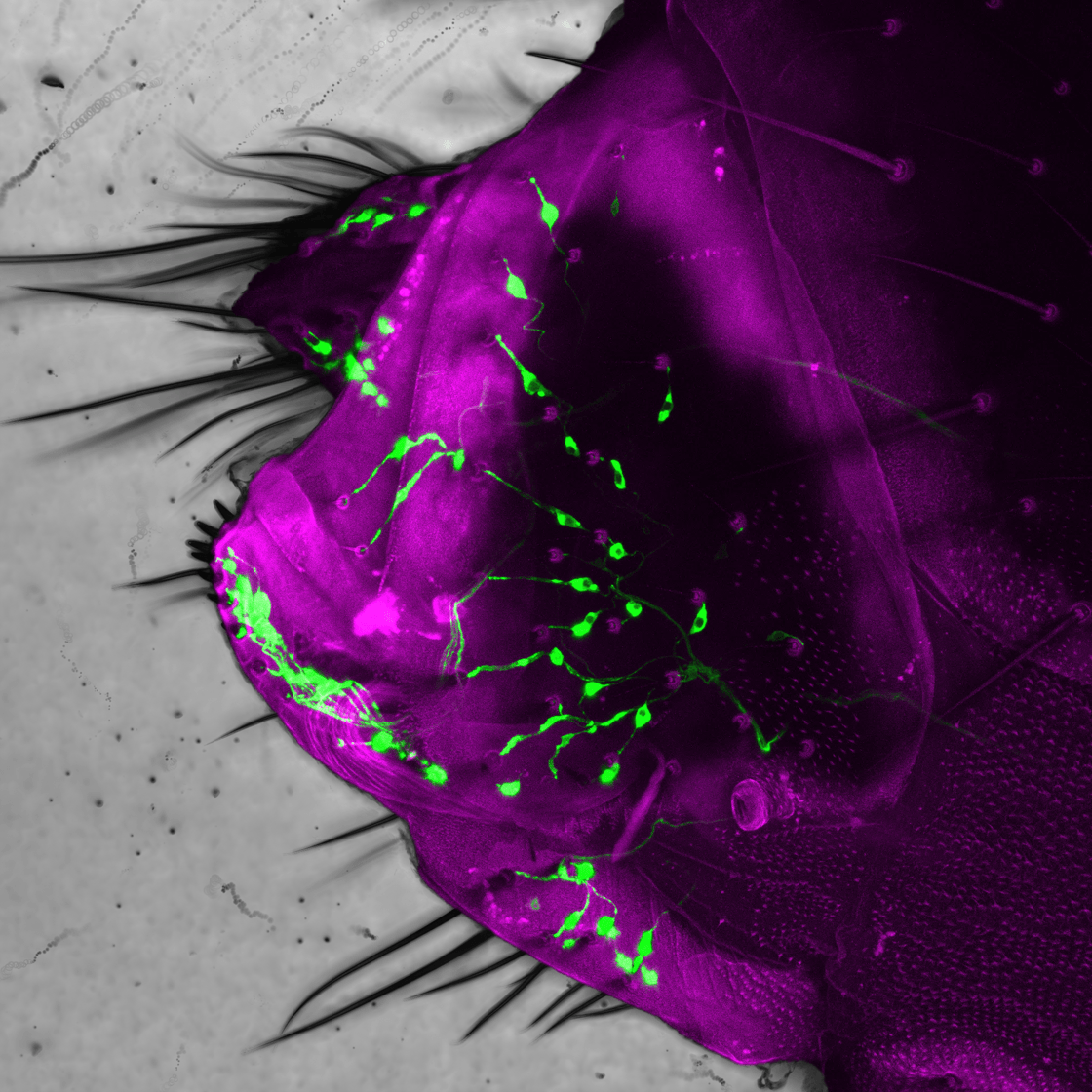 Dr Kevin Cury research image