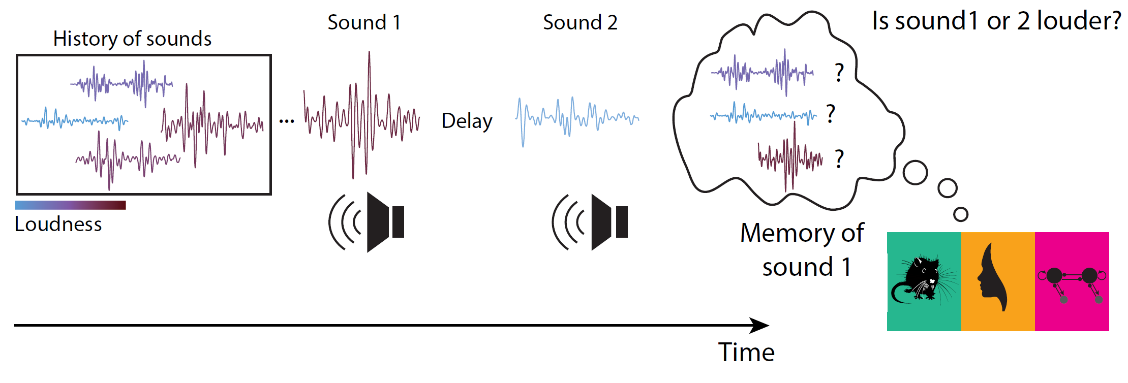 History of sounds graphic showing memory of sound 1 and sound 2 to show central tendency bias and recency bias