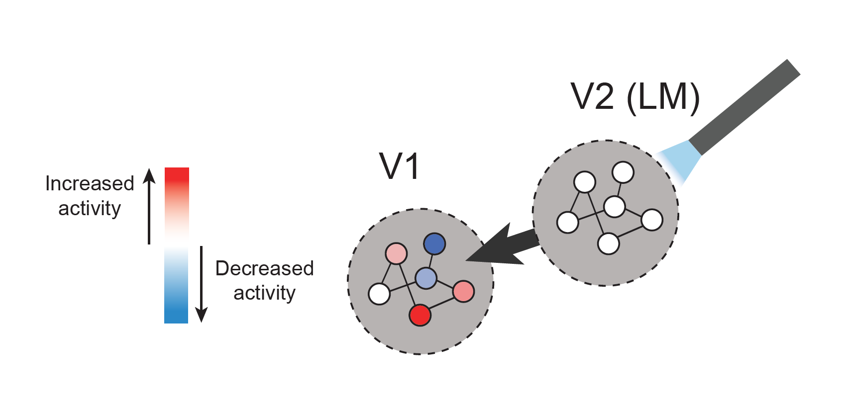 Two visual areas in the cerebral cortex, the primary visual cortex (V1) and lateromedial area (LM), influence one another and this communication changes over rapid timespans