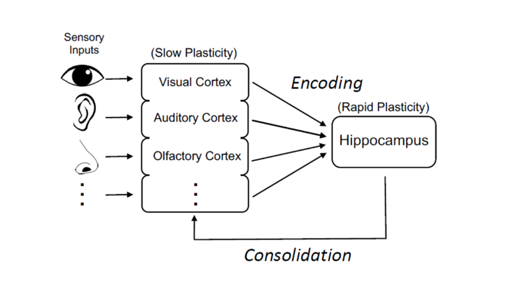 Loren Frank research image 1