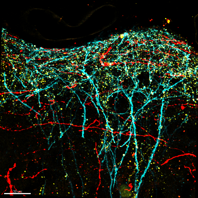 Alison Barth research image 2