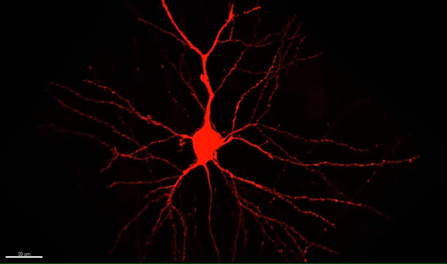 Alison Barth research image