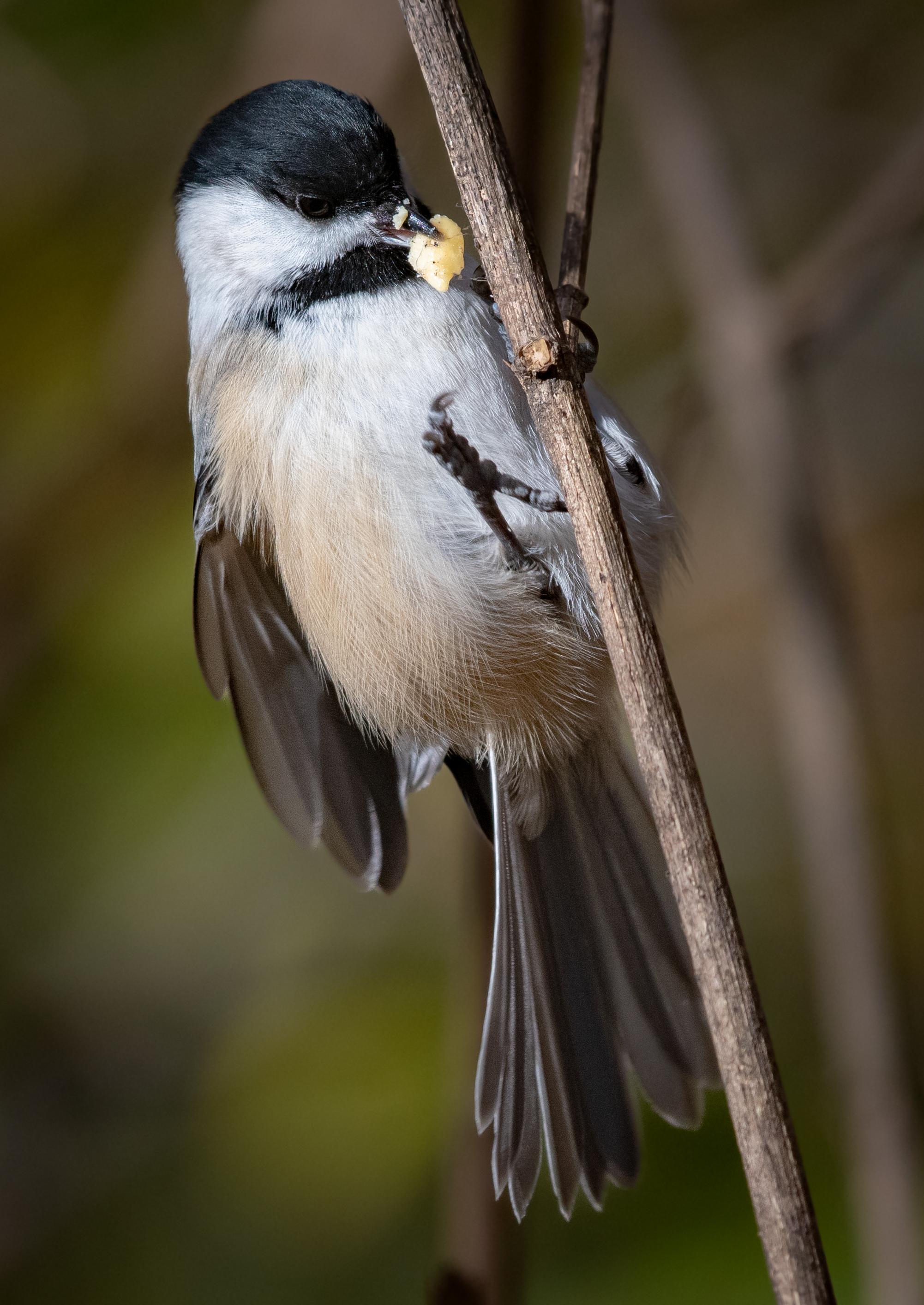 Dmitriy Aronov bird photo