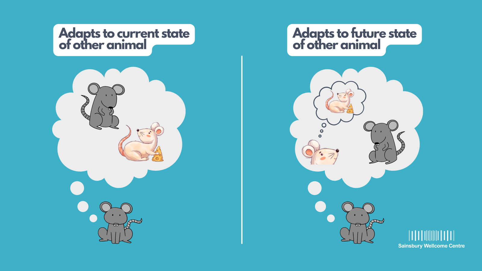 Mouse social decision Ann ERC Grant