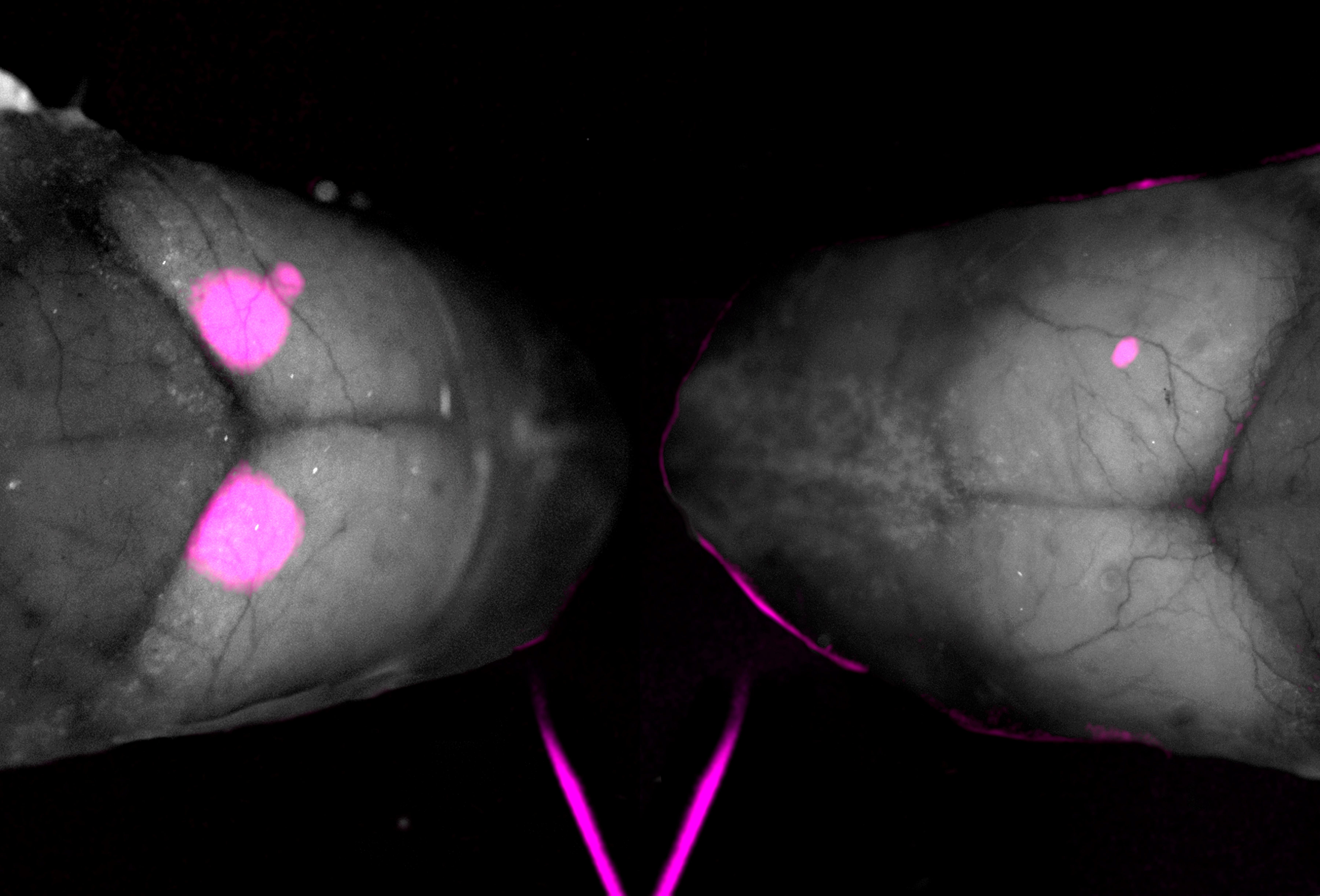 Cortical calcium responses evoked in P0 mice in the absence of retinal waves (left) and in a normal sight scenario.