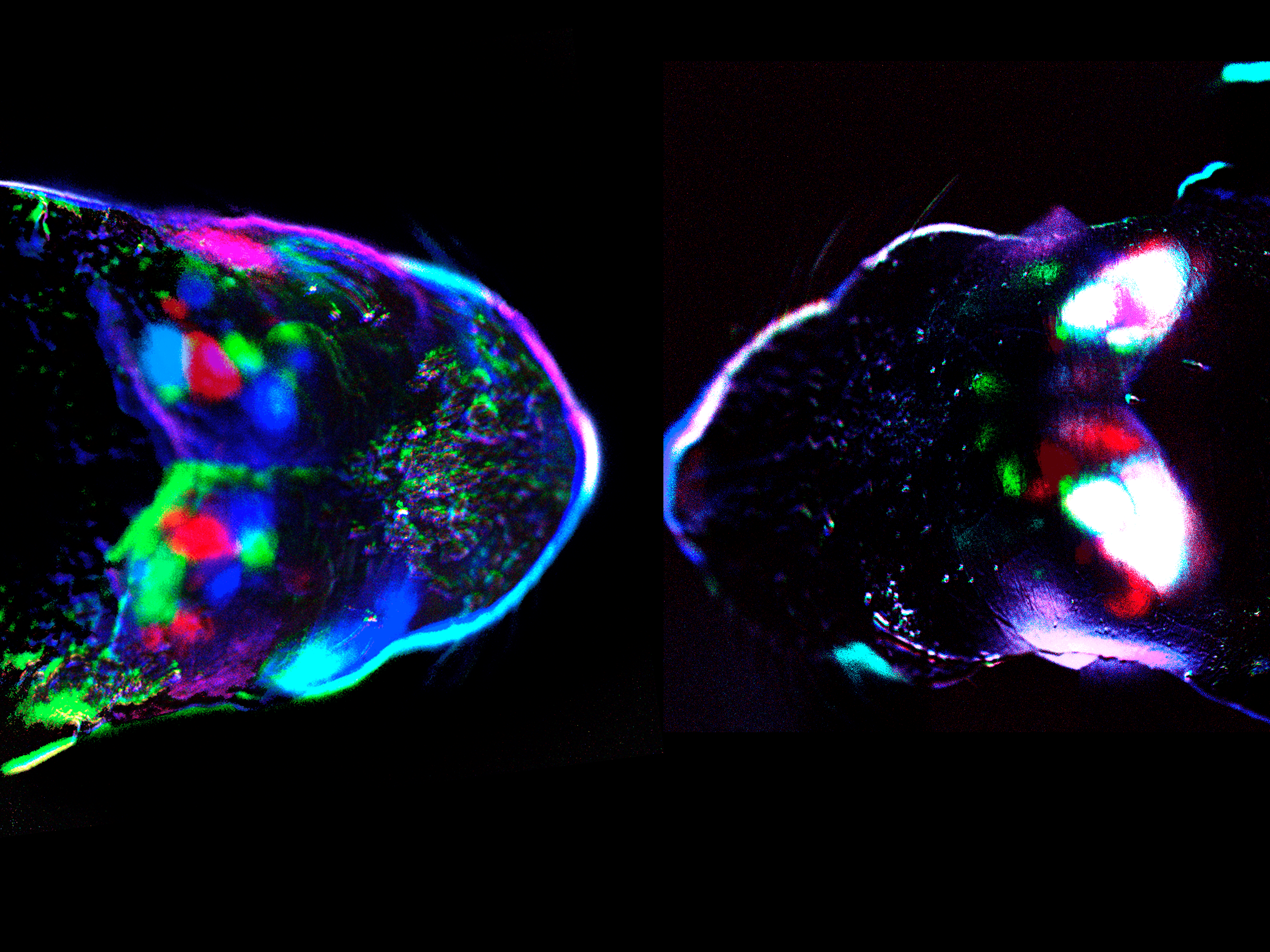 Teresa ENSS research image