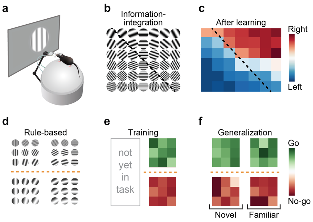 Pieter Goltstein research image
