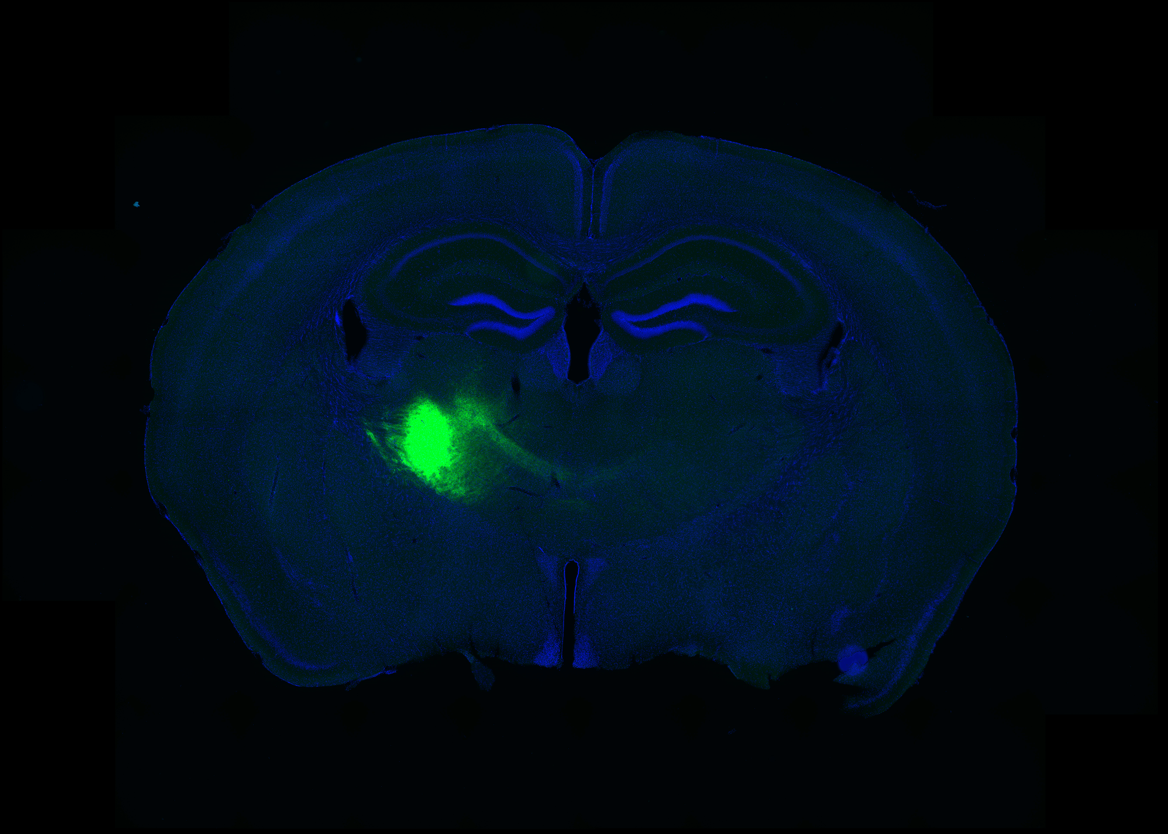 Lina Marcela Carmona research image 2