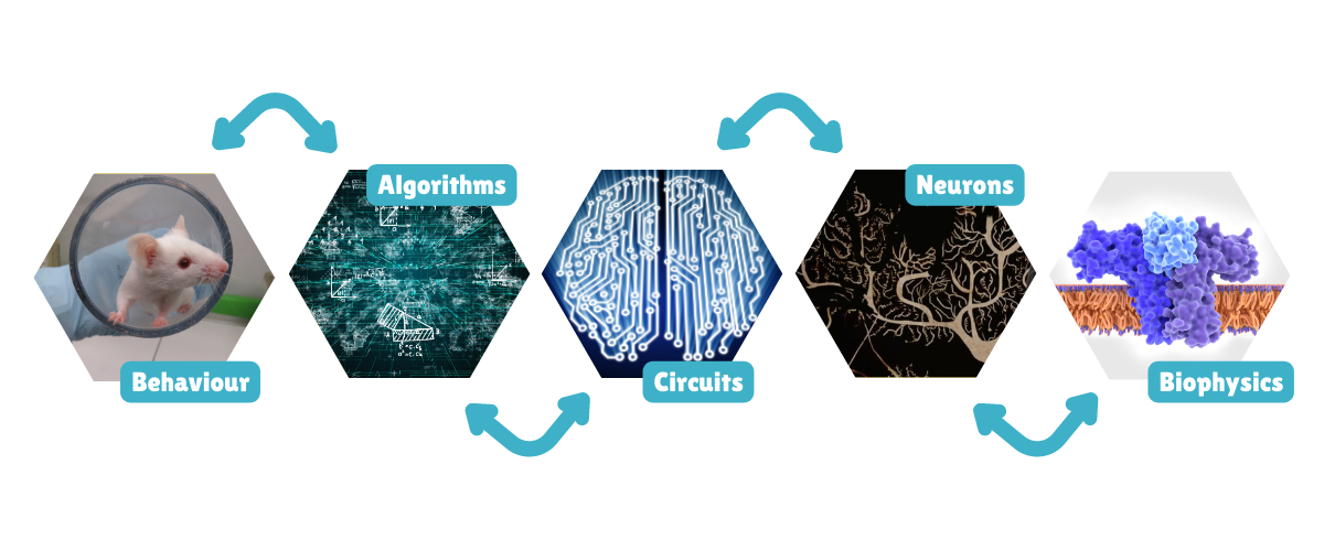 Schematic showing the flow of information from biophysics, to neurons, to circuits, to algorithms, to behaviour