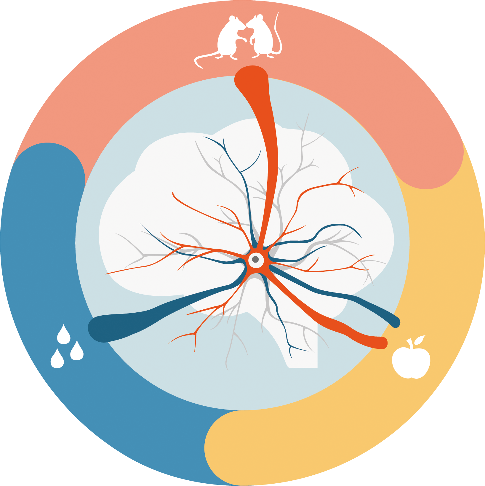 Tatiana Korotkova research image
