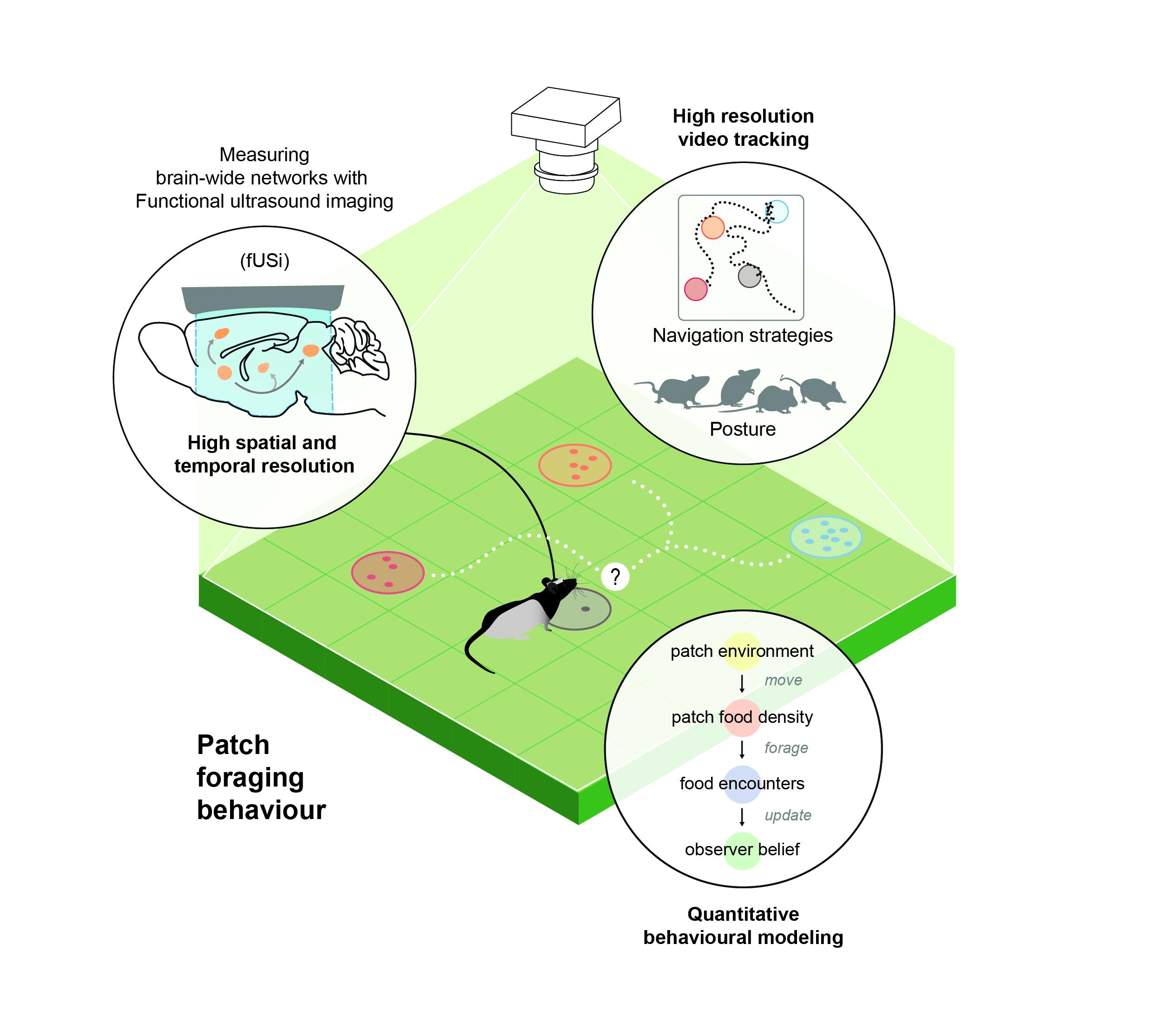 Ahmed El Hady research image 2