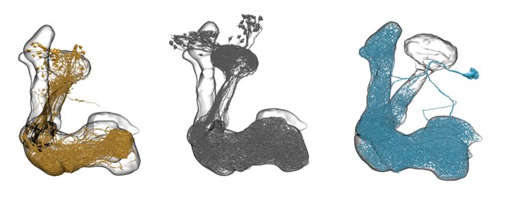 Zeynep Okray research image 1