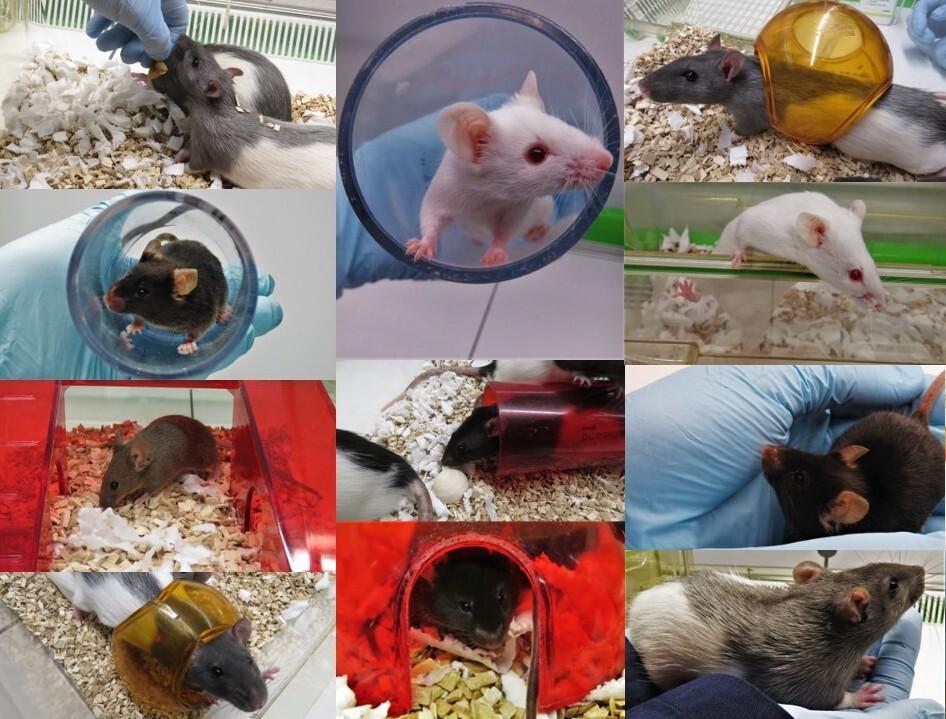 Photos of rats and mice at SWC