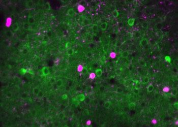 Neurons in the mouse visual cortex with VIP neurons in magenta