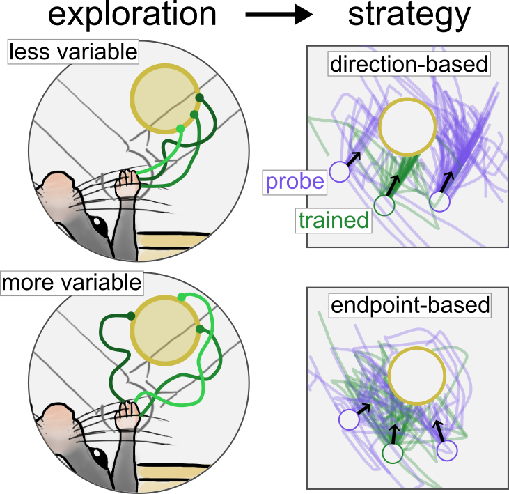 Graphic showing mice exploring and then learning either a direction-based or endpoint-based strategy.
