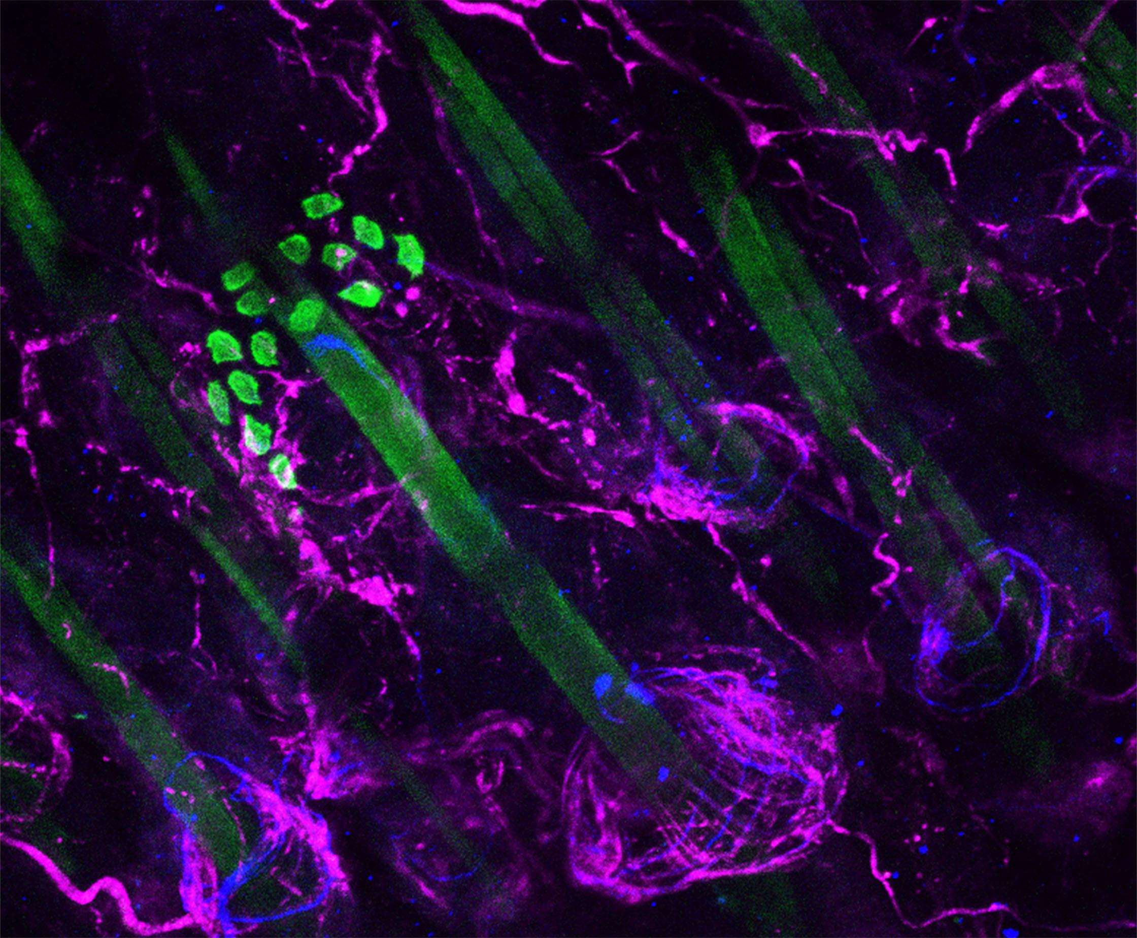 Fluorescently labelled cells