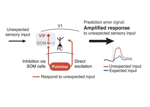 Diagram of unexpected sensory input, interactions between VIP and pulvinar, leading to prediction error signal: amplified response to unexpected sensory input