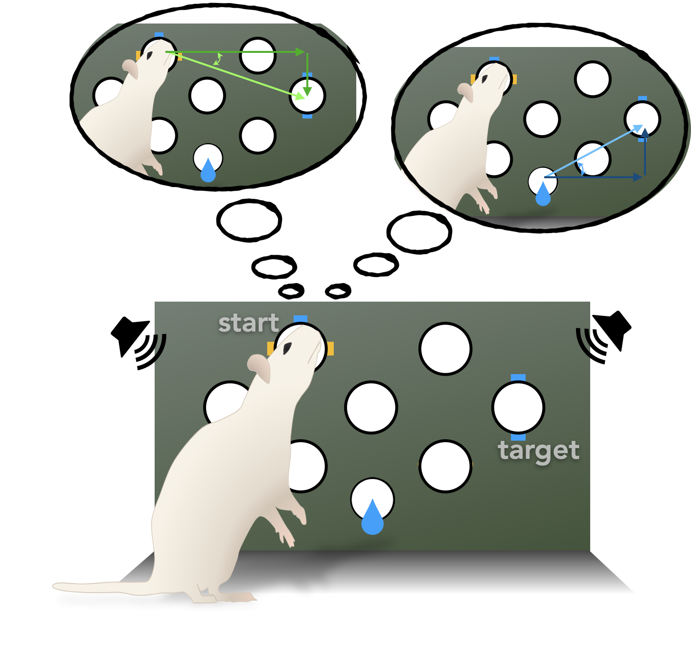 Diagram of a rat performing a task