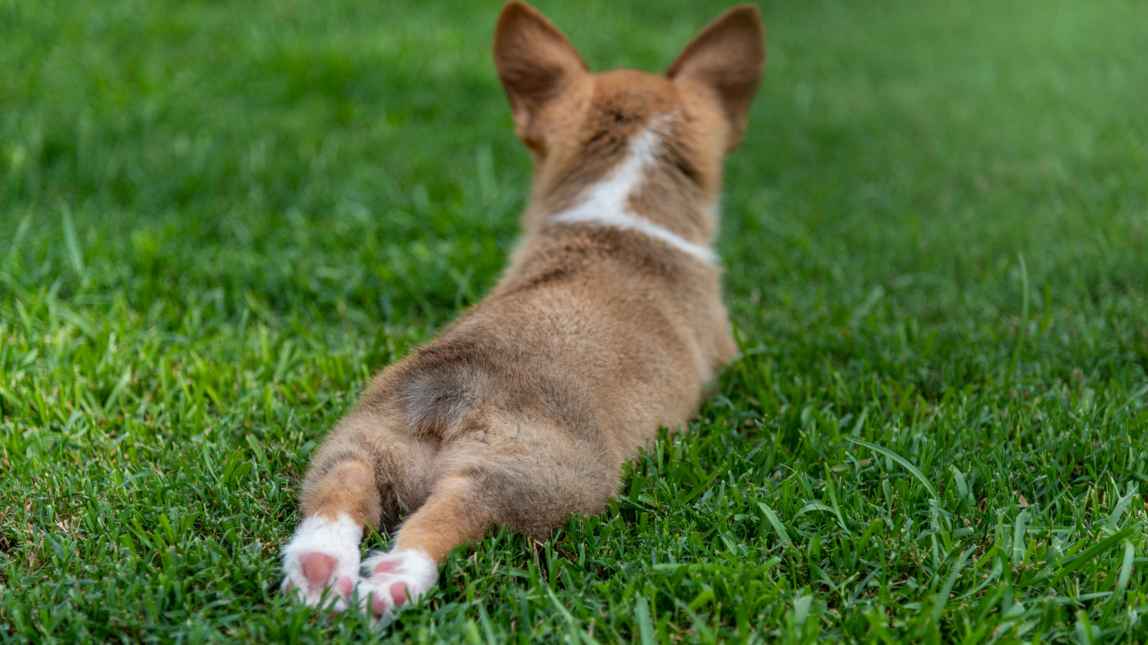 A dog splooting