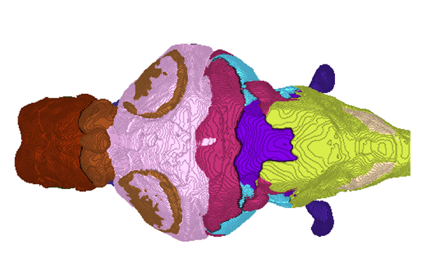Dorsal view of the cavefish brain atlas