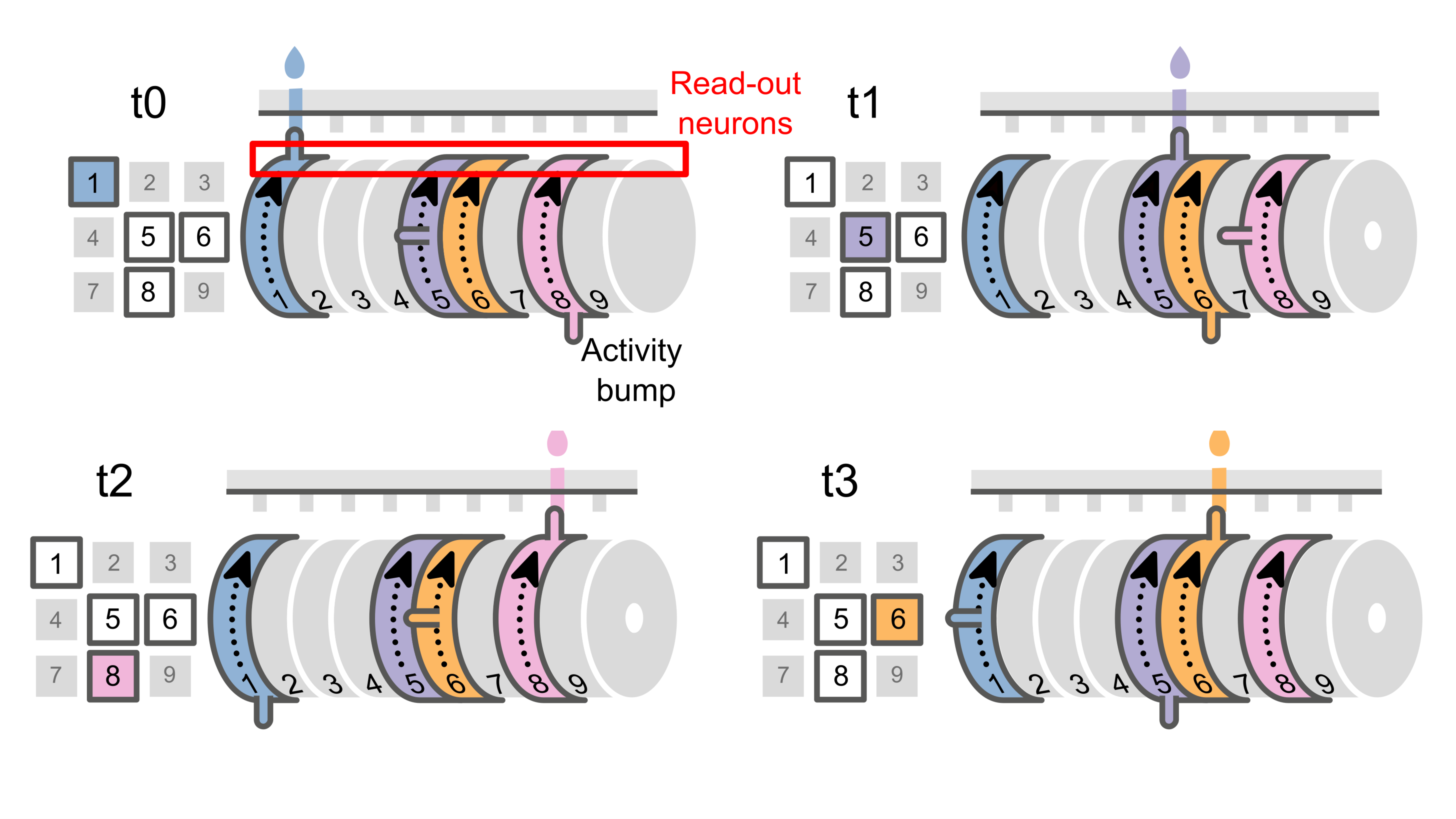 Illustration showing how the brain acts like a music box in the way that it can be configured to play behavioural actions.