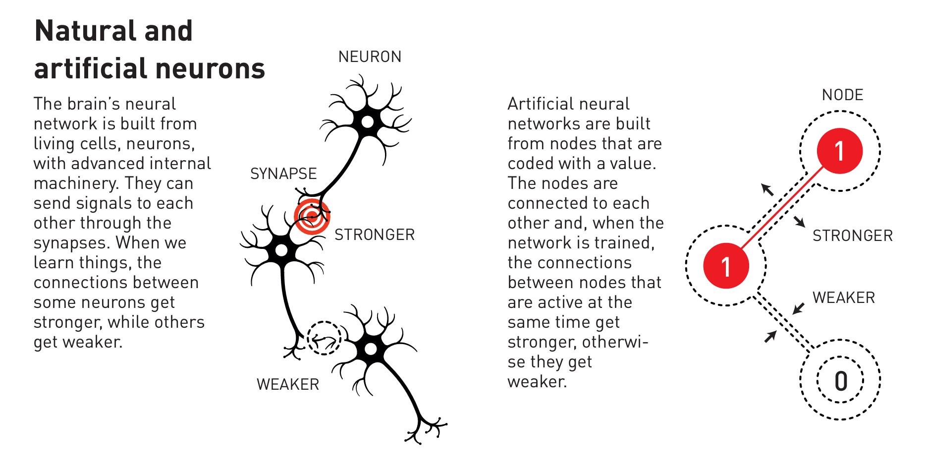 Drawing of natural and artificial neurons with text "The brain's neural network is built from living cells, neurons, with advanced internal machinery. They can send signals to each other through synapses. When we learn things, the connections between some neurons get stronger, while others get weaker."