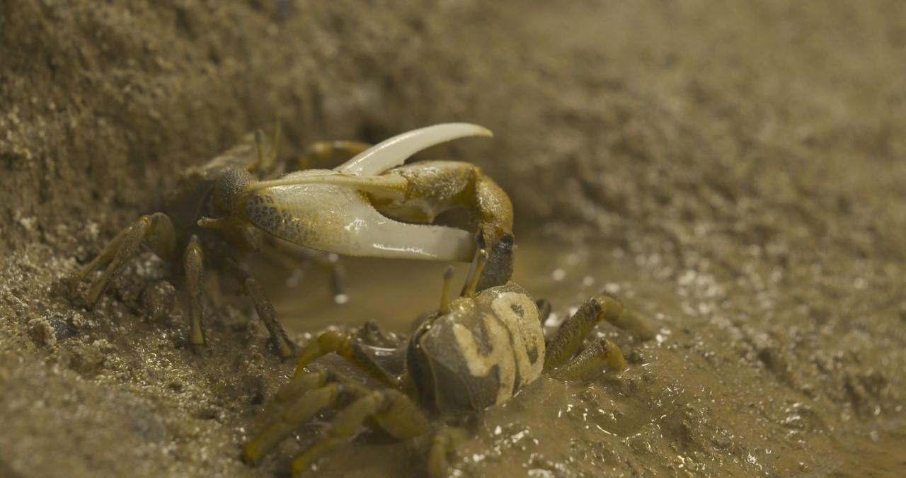Fiddler crabs in the aquarium