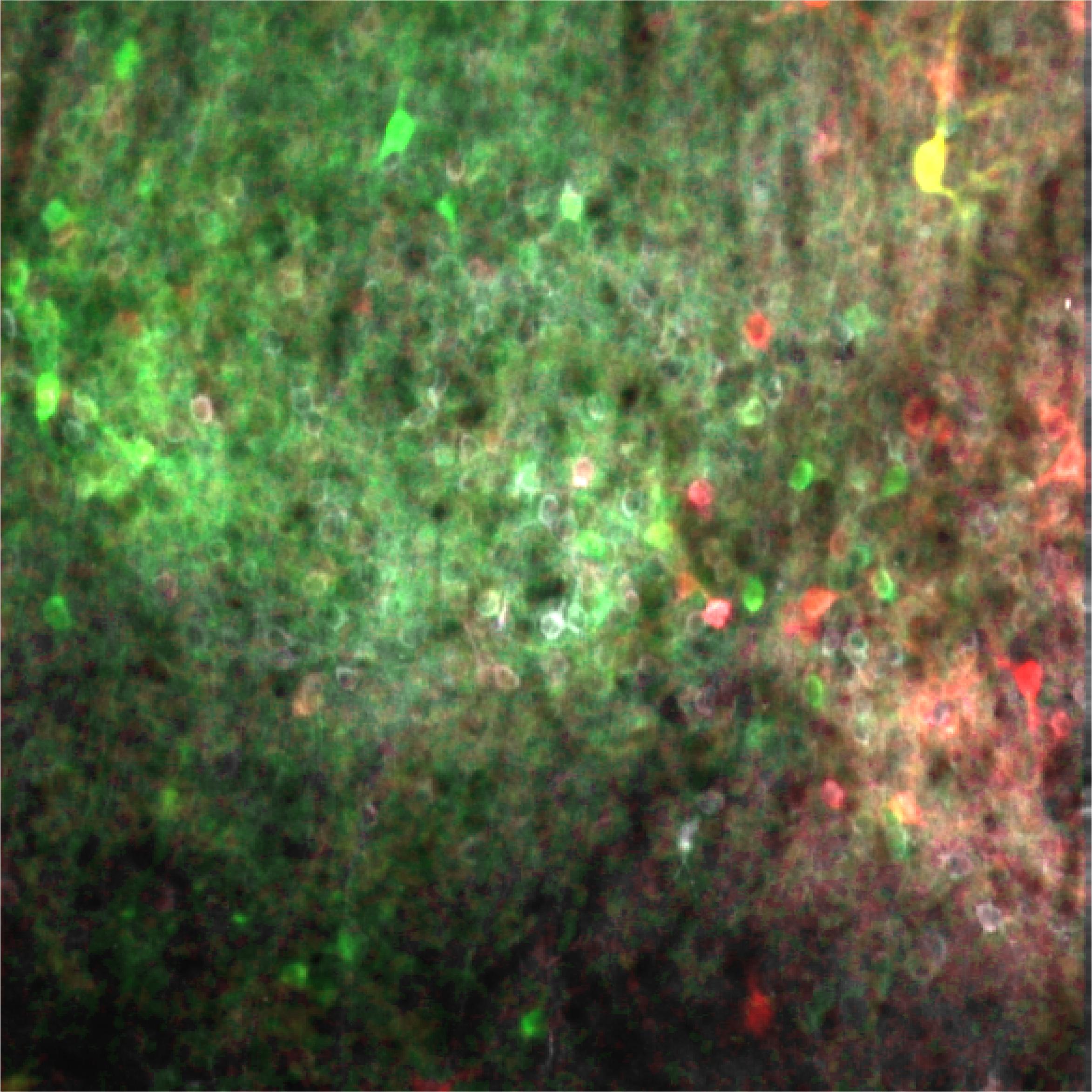 Two-photon calcium imaging across cortical layers of the mouse whisker primary somatosensory cortex