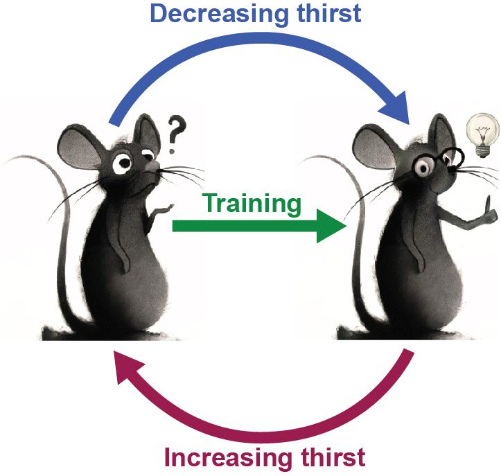 A schematic illustration of how thirst-related motivation influences the expression of learned behaviour.