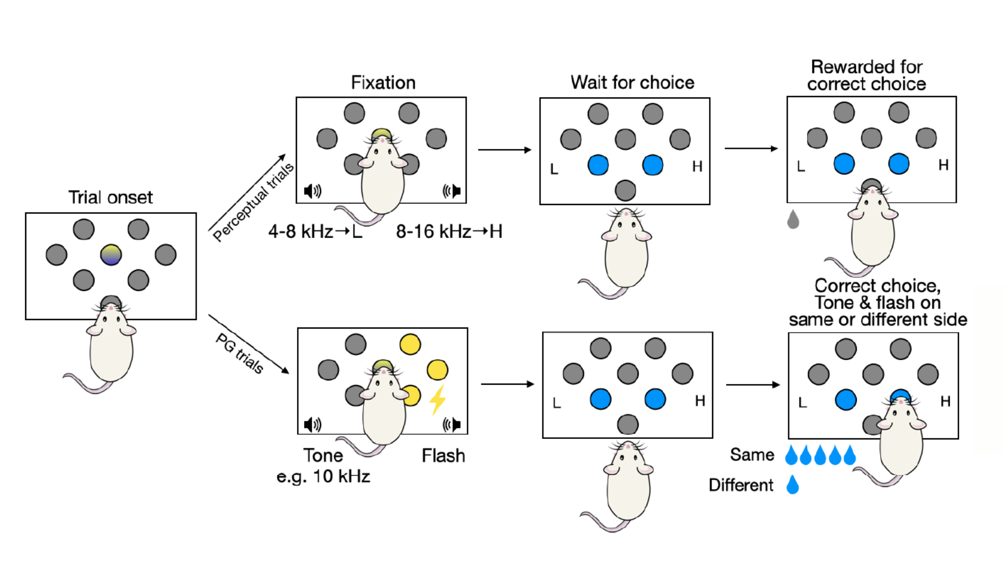 The perceptual gambling task. Rats need to report whether a tone is lower or higher than 8KHz. On some trials a flash on the right (or left) indicates that correct responses to the side of the flash will result in a higher reward. But errors are never rewarded.