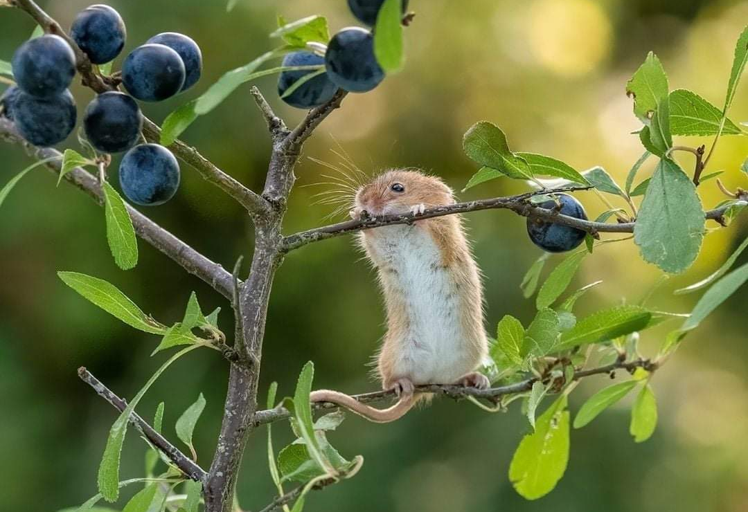 Photo of a mouse on a branch with berries