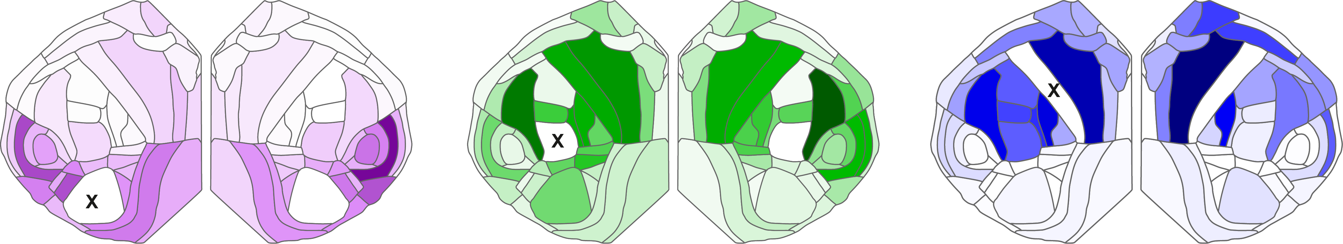 Three brain maps highlighting different areas of the brain to show connections